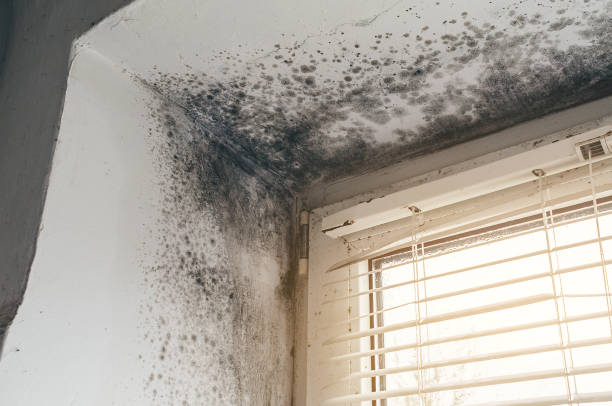 Affordable Black Mold Remediation solutions in Westchester, IL